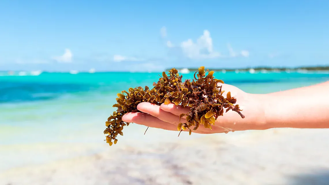 Sargassum in the Caribbean: How Sensira Resort Keeps Its Beaches Ready for Your Vacation
